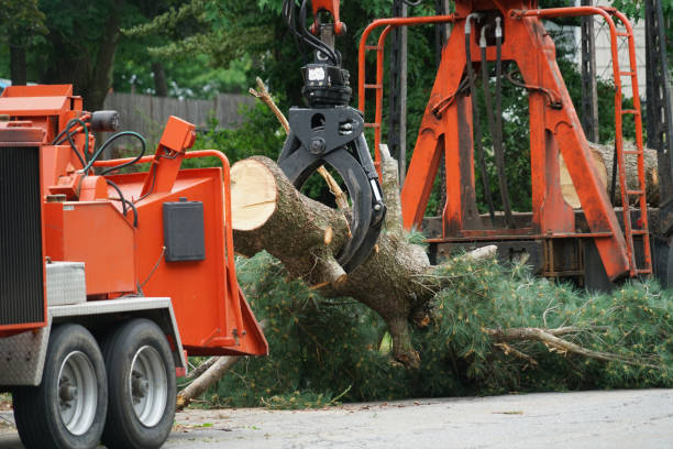 Best Root Management and Removal  in Huntingdon, TN