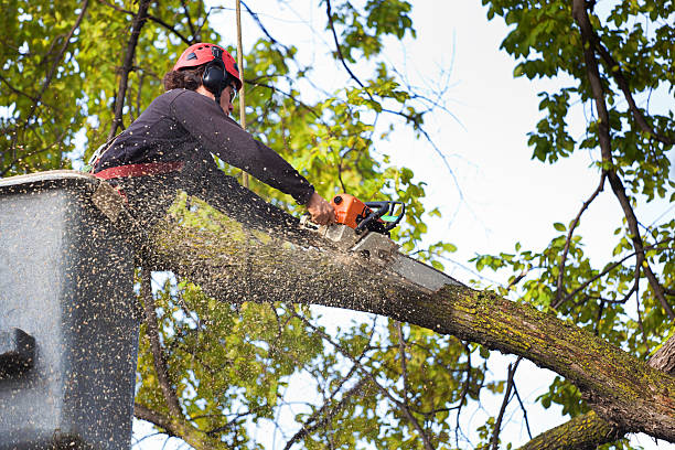 How Our Tree Care Process Works  in  Huntingdon, TN